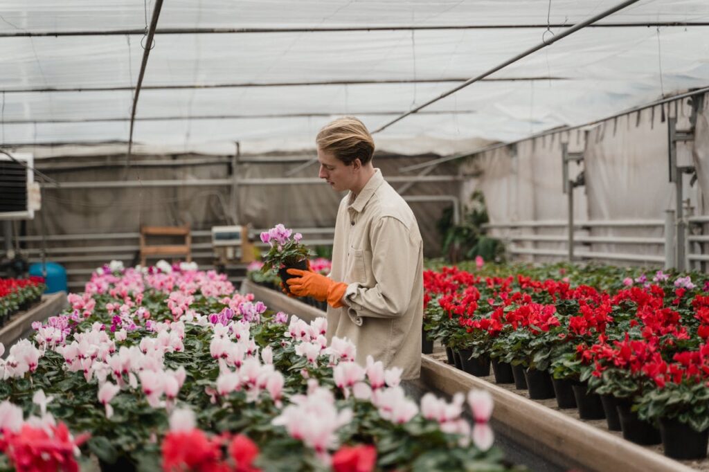 Gardener in a greenhouse tending to vibrant potted flowers.