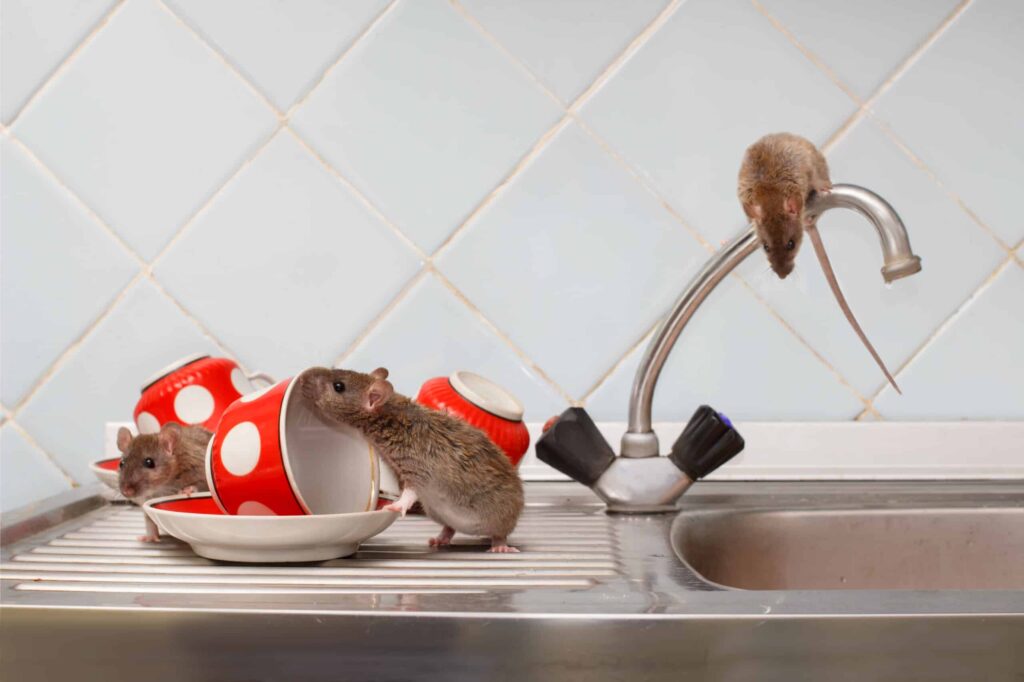 Rodent Exterminator Sydney